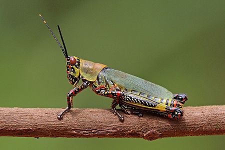 Zonocerus variegatus, by Charlesjsharp