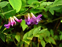 Vicia amoena