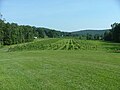 A vineyard in Yadkin County (Swan Creek)