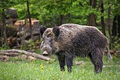 Wild boar