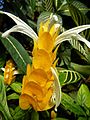 Pachystachys lutea