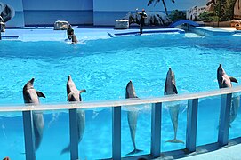 Grands dauphins.