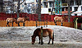 Przewalski's horse