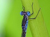 Close-up of head and thorax