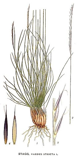 Jäkki (Nardus stricta)