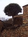 Un dragonnier Ajgal millénaire sur le village d'Agadir Ougjgal.