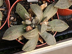 Aloinopsis rubrolineata