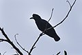 Amazonian umbrellabird
