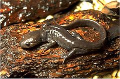 Description de l'image Ambystoma jeffersonianum.jpg.