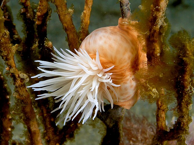 Amphianthus sp., представитель актиний (морских анемонов). Восточный Тимор