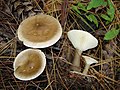 Ampulloclitocybe clavipes