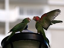 Ferals on a street lamp in San Francisco; one has its wings open showing the red and green on the underside of a wing