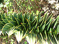 A. araucana, Botanical Garden, Wrocław, Poland