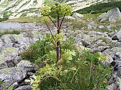 Väinönputki Tatra-vuoristossa Puolassa.