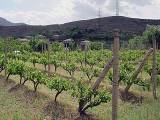 Vineyard in Areni