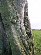 Zones d'écorce nue (1), lichens de couleur argentée (2), algues pulvérulentes vertes (3), chancre (4) et broussin (5).