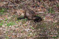 Stone marten (Martes foina)