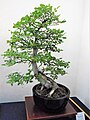 Bonsai field elm