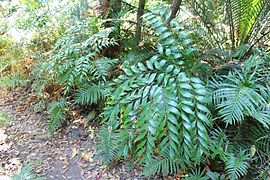 Bowenia serrulata crescendo na floresta de transição perto de Byfield, na região Capricornia de Queensland, Austrália