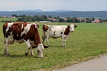 Photo couleur de vaches à vocation laitière de couleur pie rouge broutant près d'une route.