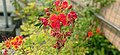 whole stack of Caesalpinia pulcherrima