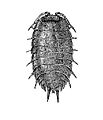 Porcellio laevis