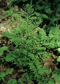 Description de l'image Cardamine impatiens eF.jpg.