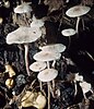 A group of whitish mushrooms with flat caps and thin stems
