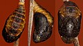 Chrysalis