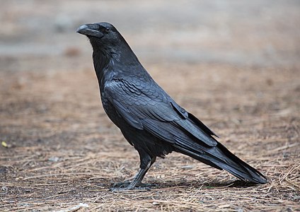Common raven, by Diliff