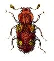 Coxelus pictus