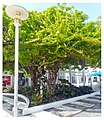 Tree growing on Lincoln Road Mall, Miami Beach