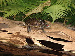 Red-eared slider (Trachemys scripta elegans).