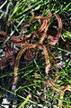 Drosera binata, Barren Grounds