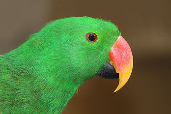 Mâle de Grand Éclectus (Eclectus roratus), psittacidé au dimorphisme sexuel marqué. (définition réelle 4 752 × 3 168)