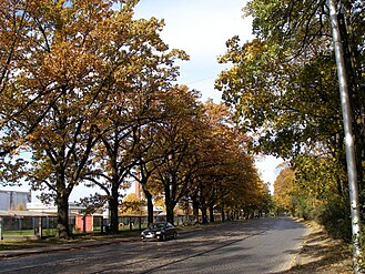 Вид вдоль сада Виестура