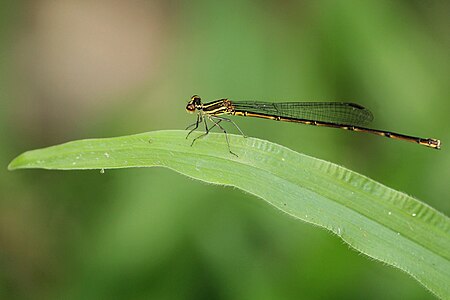 female