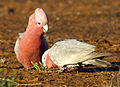 The galah lives in tree-covered savannas and open grasslands