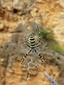 Epeire fasciée, ou Argiope frelon