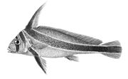 Jack-knifefish Equetus lanceolatus