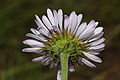 The many green involucral bracts of Erigeron peregrinus are linear, loose, taper to a point, about the same length, and help to distinguish this species.