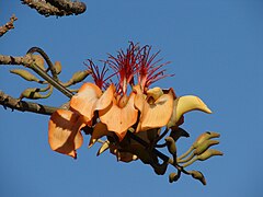 Description de l'image Erythrina velutina.jpg.