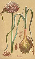 Garlic, from The Book of Health, 1898, by Henry Munson Lyman
