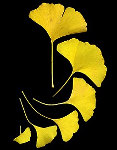 GinkgoLeaves