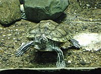 Black-knobbed map turtle