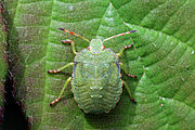 5th instar nymph