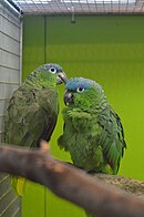 A green parrot with a blue forehead and white eye-spots
