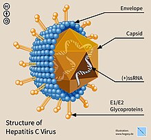Structure of a virus