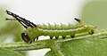 2nd instar larva