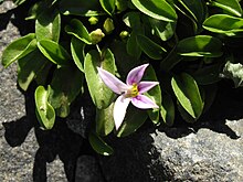 Pink flower surrounded by green leaves and some rocks